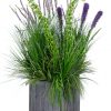 WILLOW GRASS-LAVENDER-BELLS OF IRELAND - Image 2