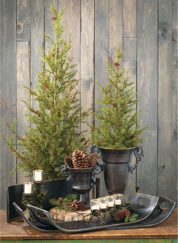 POTTED PINE TREE - Image 2