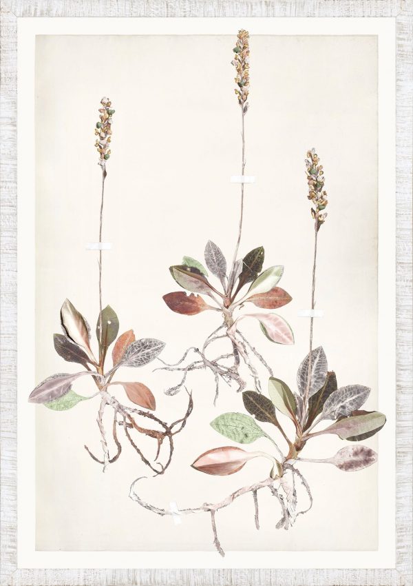 FLORA SERIES - Image 15