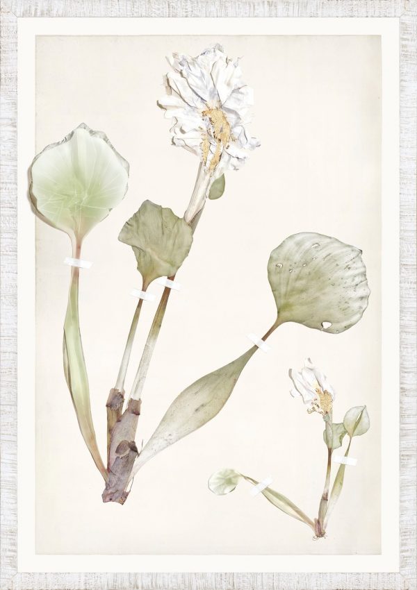 FLORA SERIES - Image 14