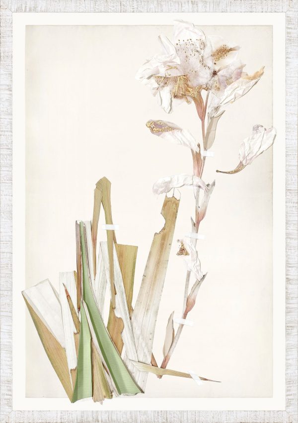 FLORA SERIES - Image 5