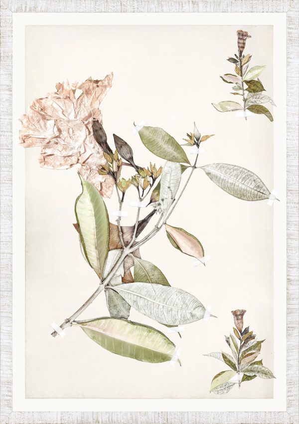 FLORA SERIES - Image 2